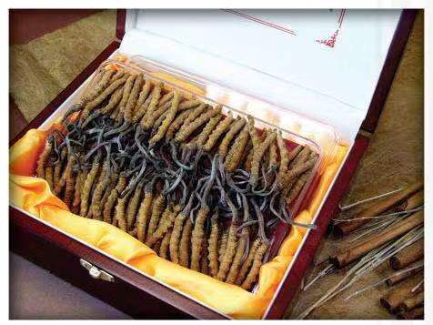 高台冬虫夏草回收